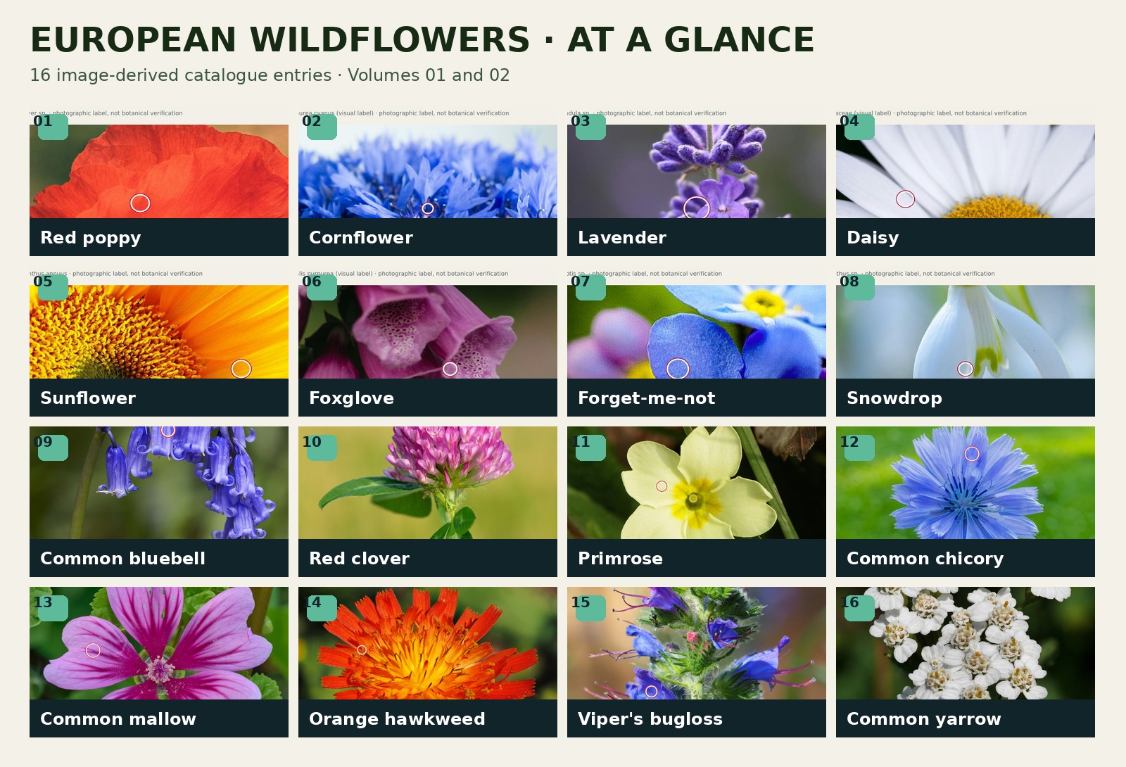 Visual index of all sixteen European wildflowers documented in ATLAS Clarus catalogue volumes 01 and 02