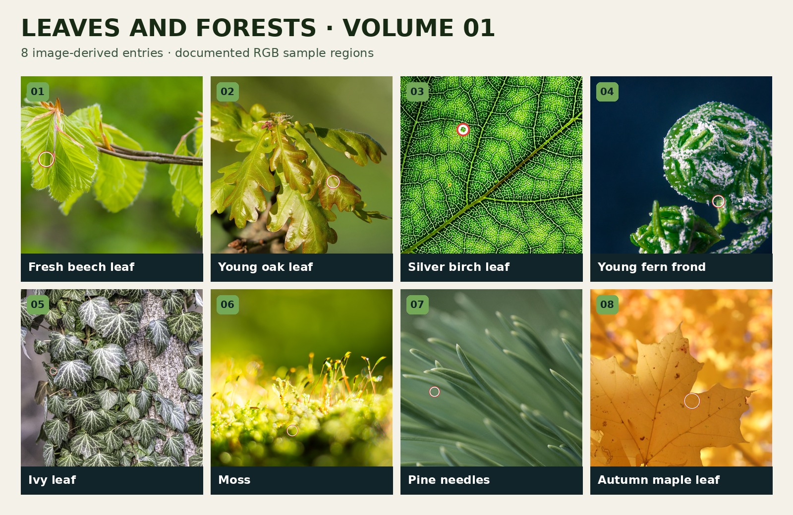 Preview of Entries 01-08 in Leaves and Forests - Volume 01