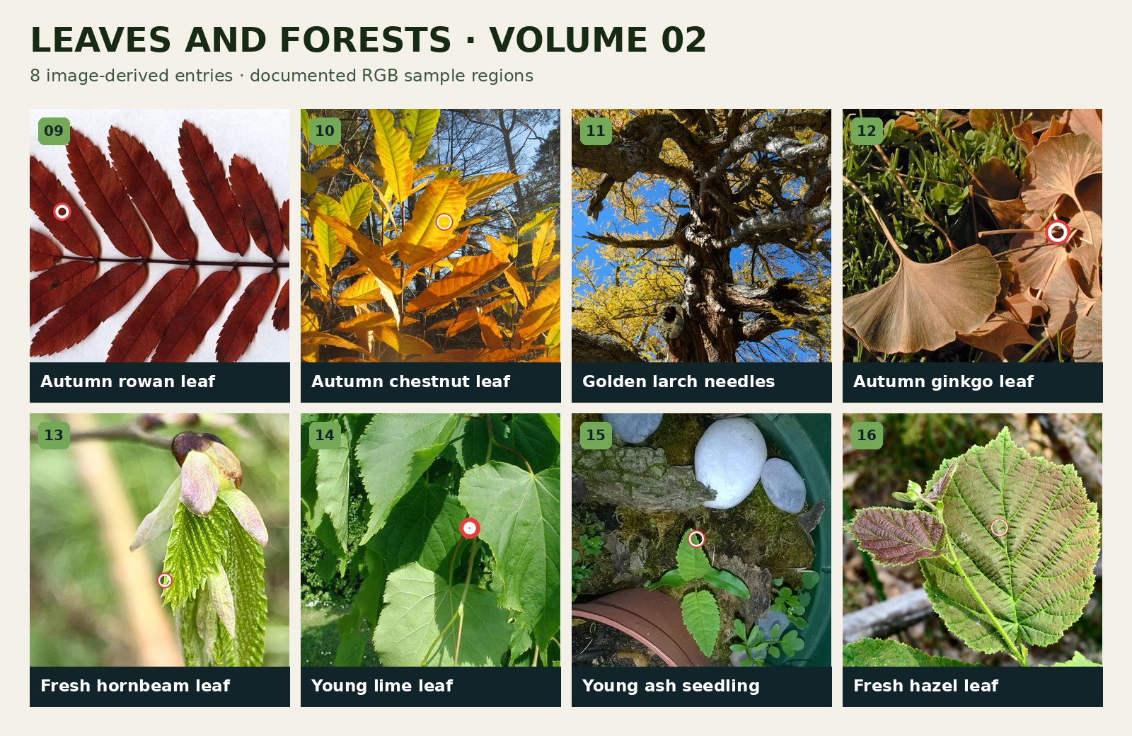 Preview of Entries 09-16 in Leaves and Forests - Volume 02
